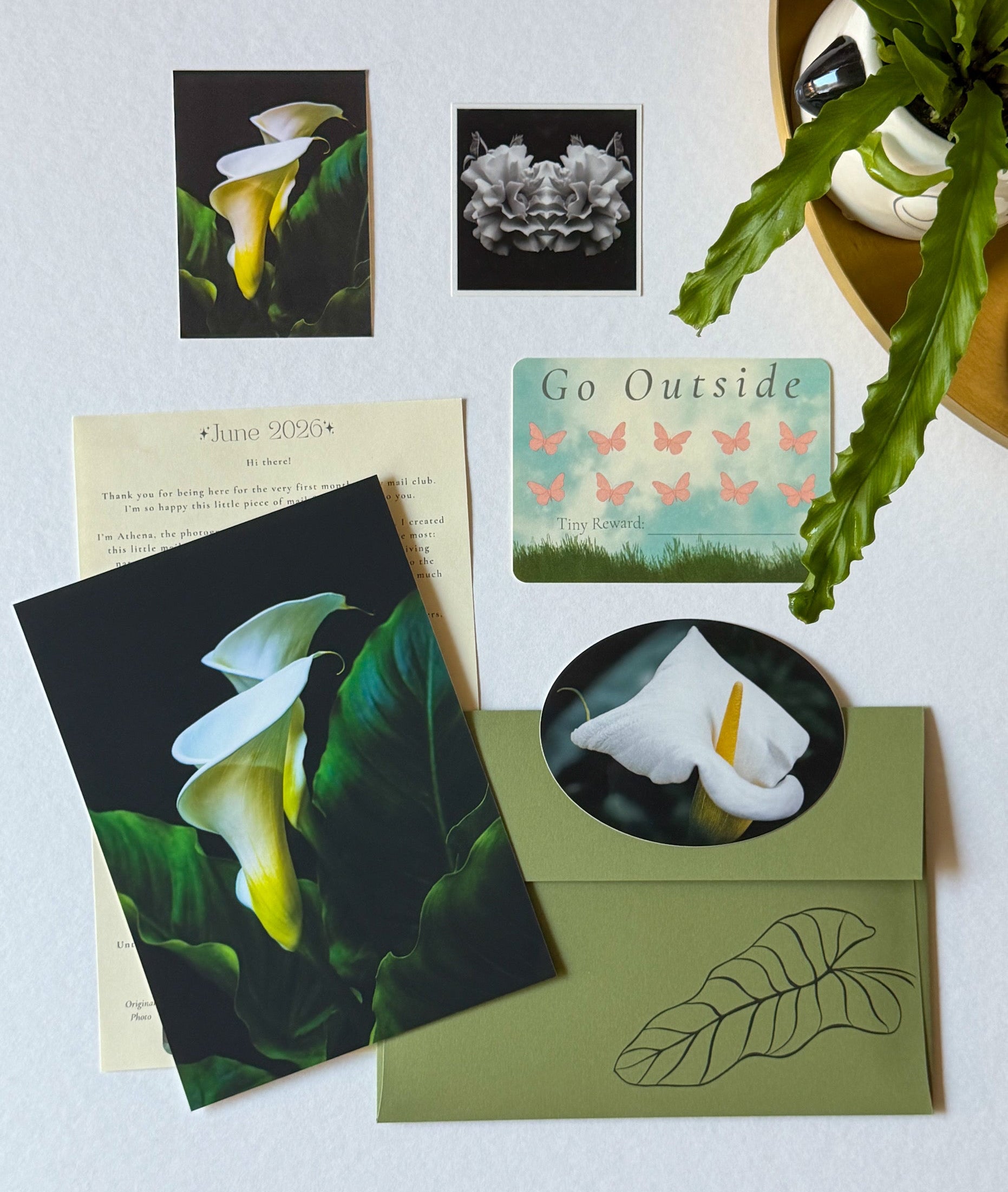 Calla | June 2026