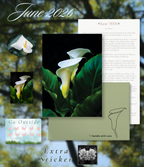 Calla | June 2026