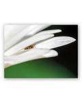 Daisy | Postcard