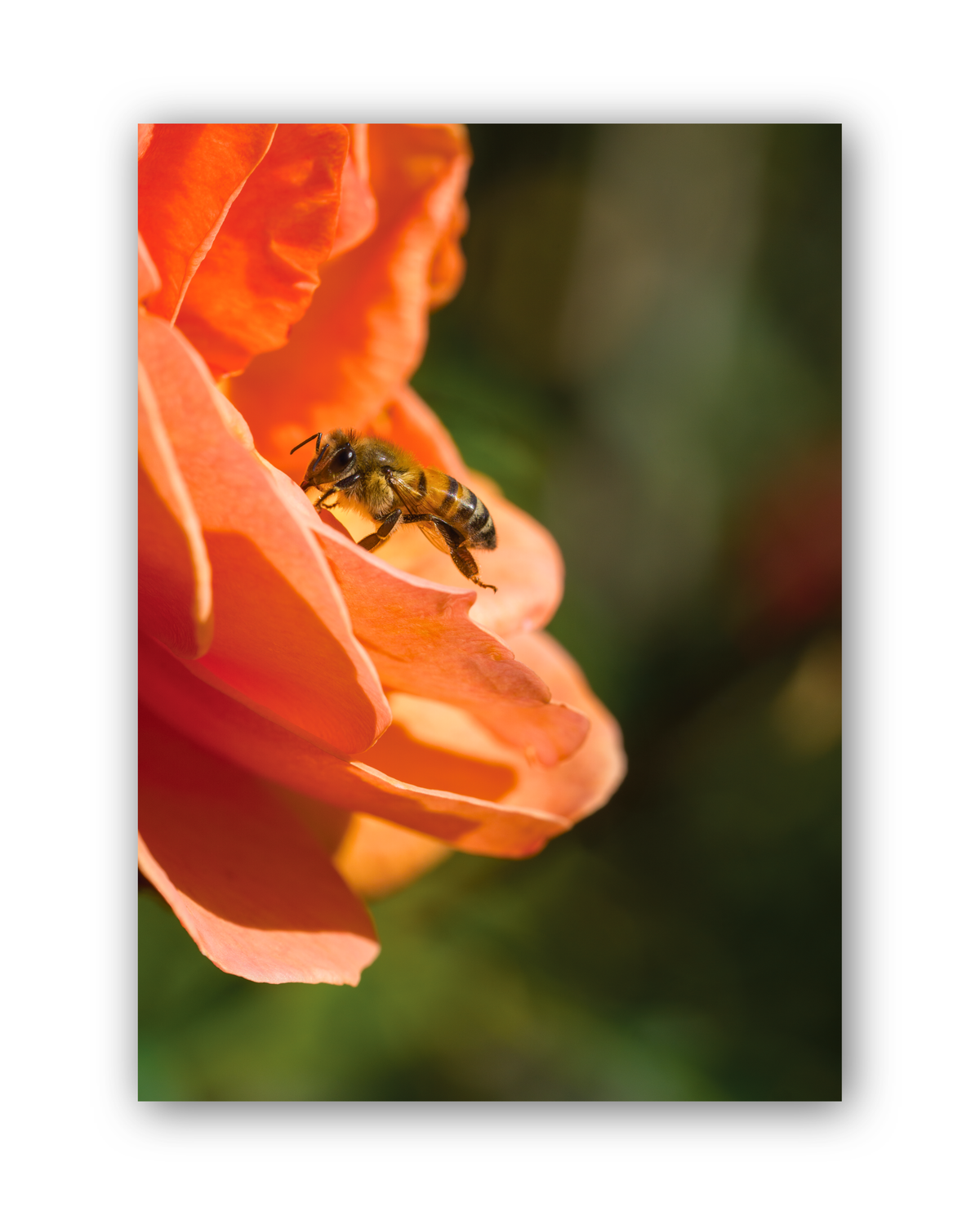 Golden Visitor | Postcard