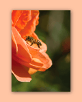 Golden Visitor | Postcard