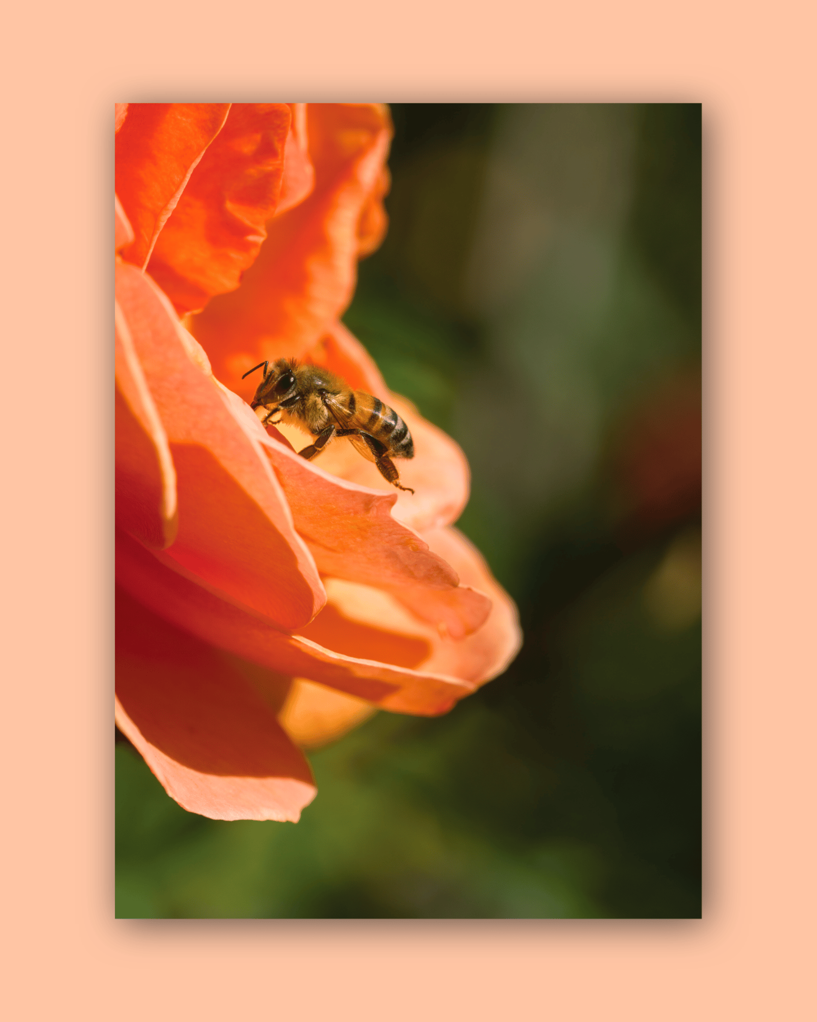 Golden Visitor | Postcard