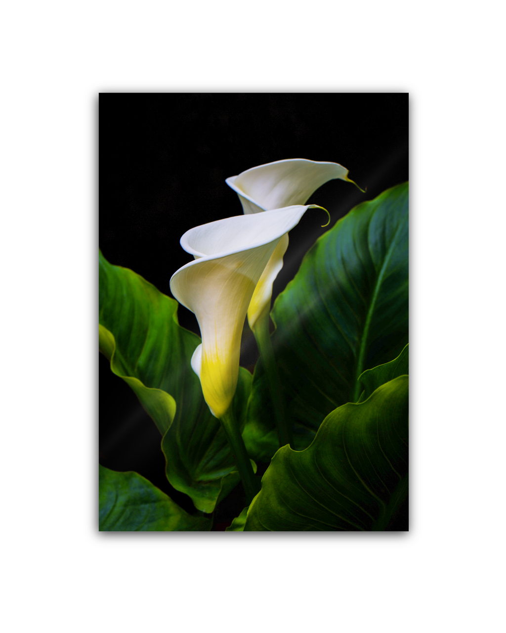 Calla | Sticker