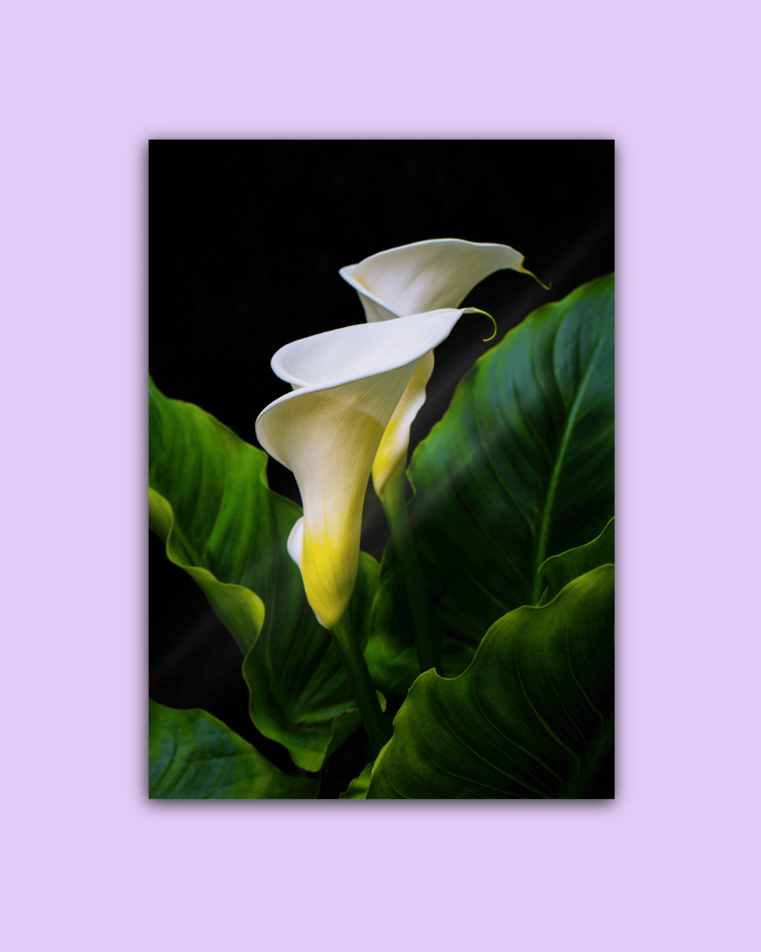 Calla | Sticker