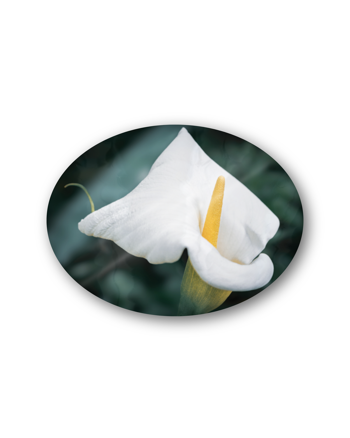 Ivory | Sticker