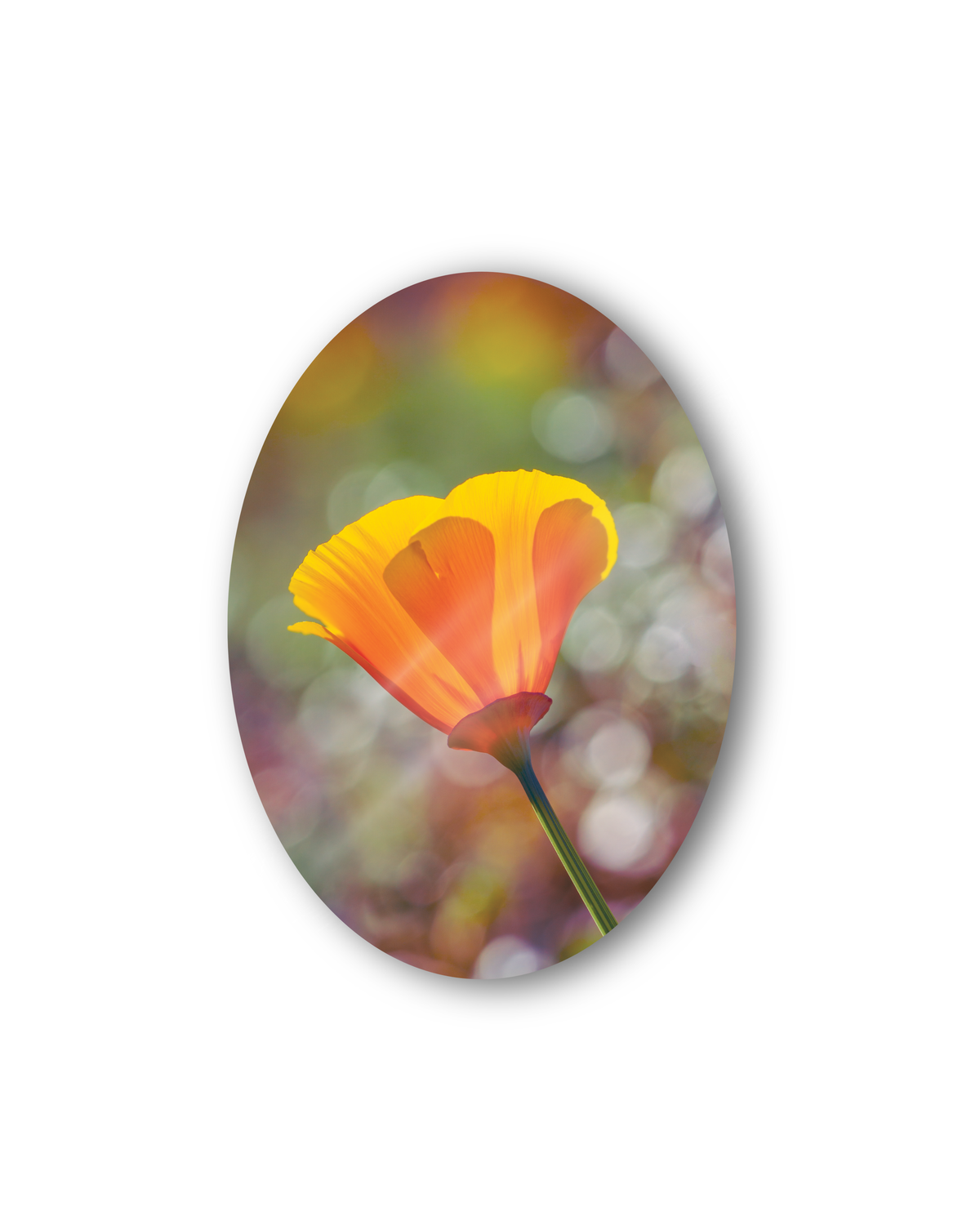 Leo | Sticker