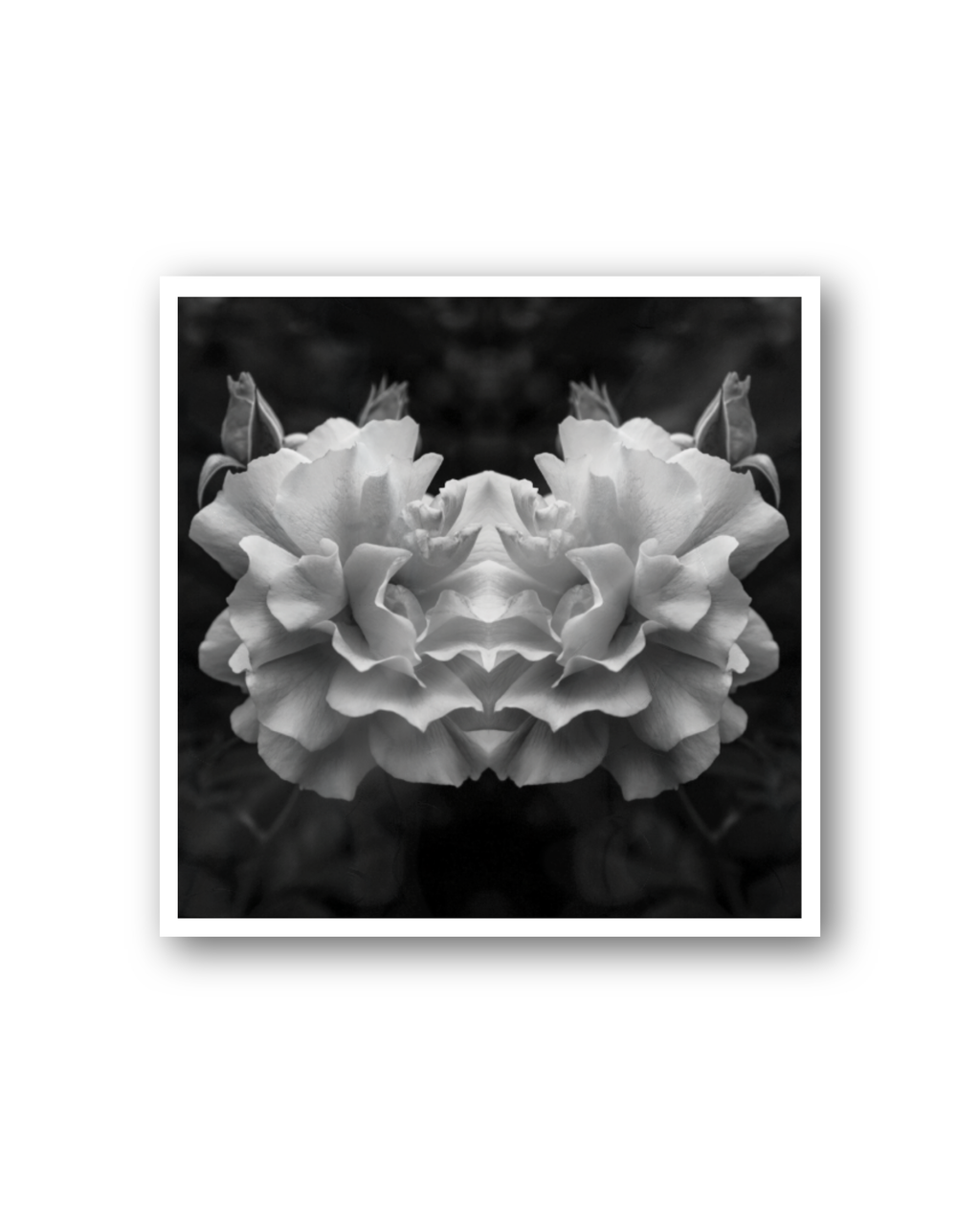 Opia | Sticker