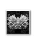 Opia | Sticker