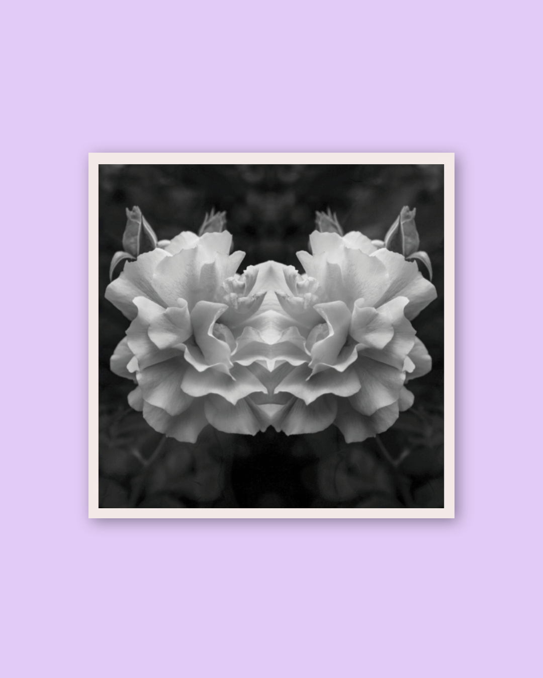 Opia | Sticker