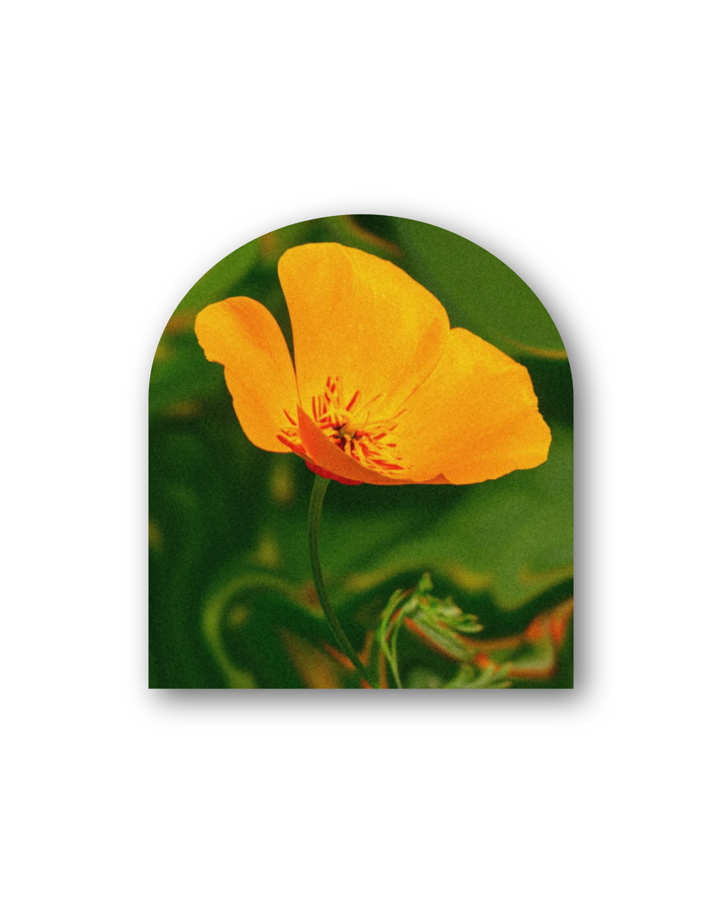 Goldie | Sticker
