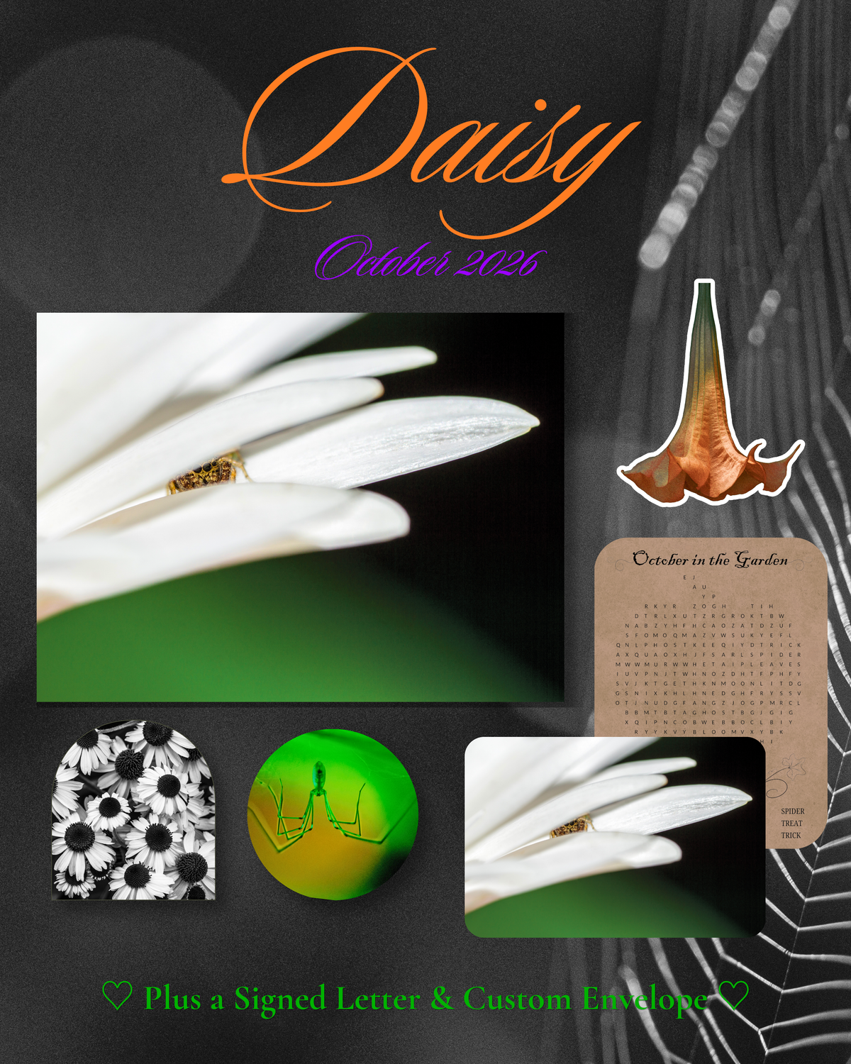 Daisy | October 2026