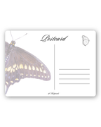 Velvet | Postcard